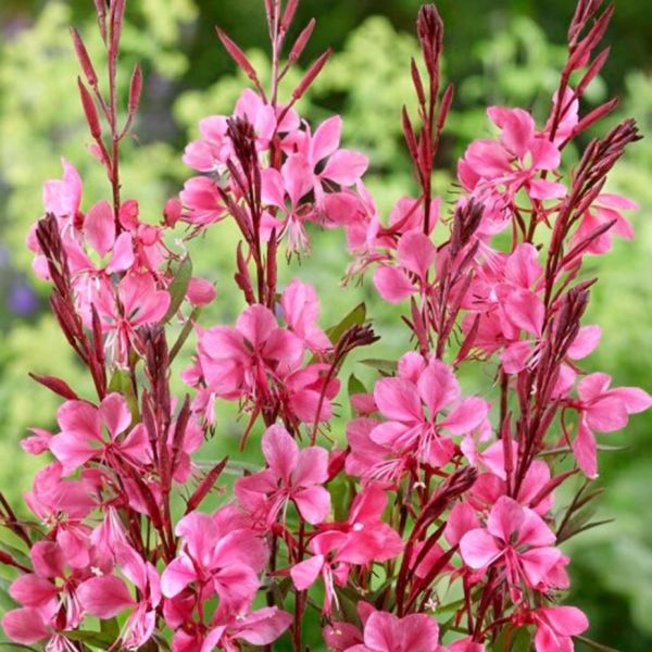 gaura-flamingo-pinkEE102259-8CA6-0324-D045-1475070FD227.jpg
