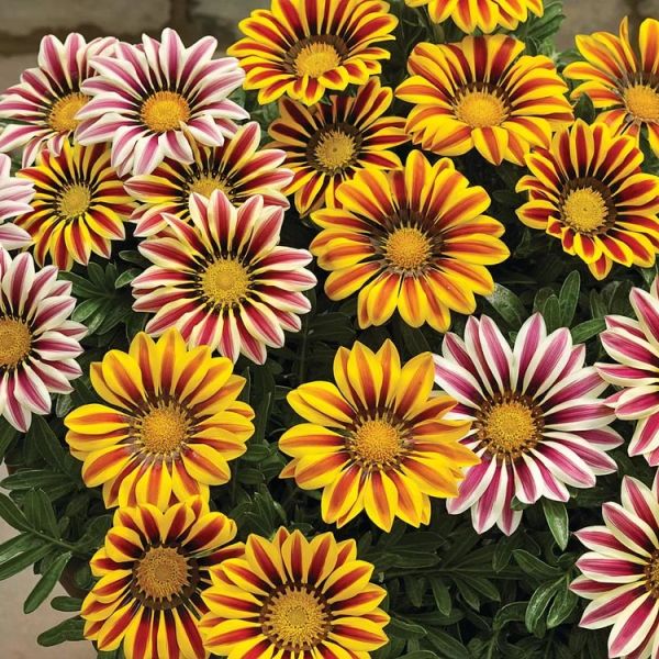 gazania-rigens-big-kiss-f1-mixFCAC976E-820D-D6FD-B585-D9B221BCD08E.jpg