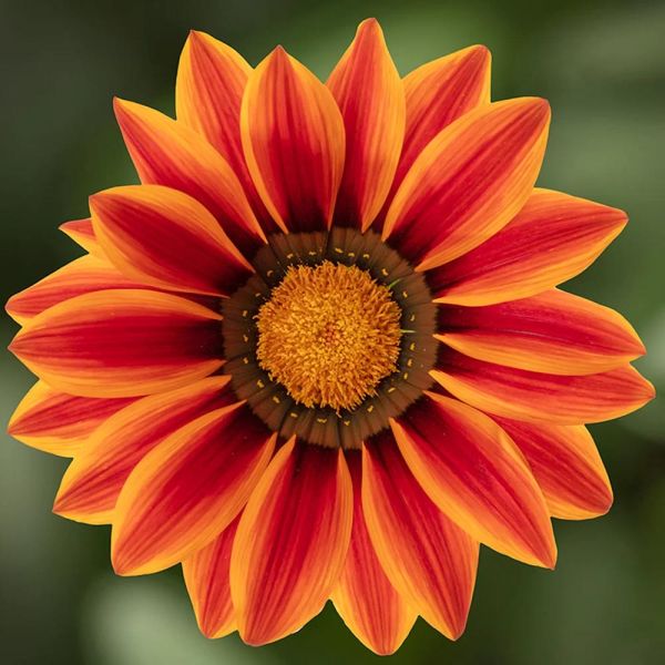 gazania-rigens-big-kiss-f1-orange-flame6EC00325-EAC7-631E-C008-5C096E34DE9B.jpg