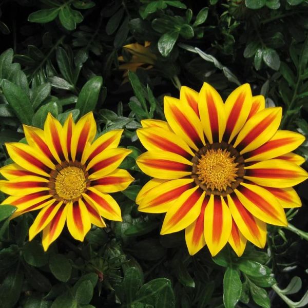 gazania-rigens-big-kiss-f1-yellow-flameCC1DD89F-7683-5525-F454-05714489D12C.jpg