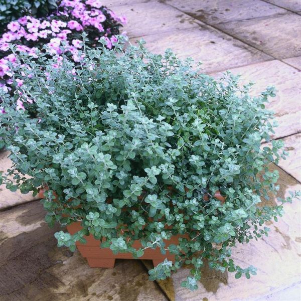 helichrysum-petiolare-microphylla9FFF2438-7113-563D-4E49-13CF6938D2CE.jpg