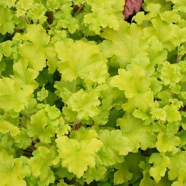heuchera-lime-marmaladeB482C7CC-13C4-9EB1-E8FE-9328A728634D.jpg