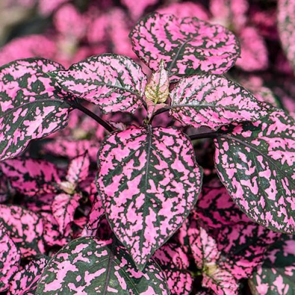 hypoestes-hippo-pink9BC8E78F-E873-9AE5-FD8F-5C7AC80A5EE1.jpg