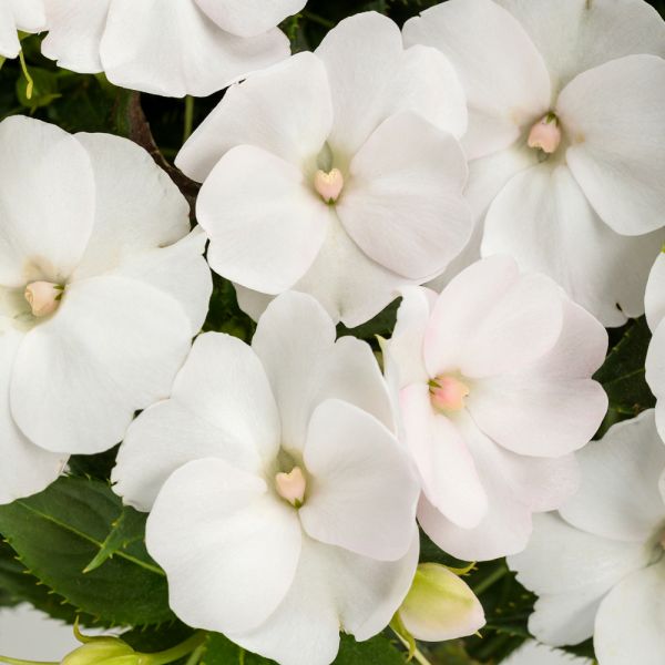 impatiens-n-g-sunpatiens-compact-white9515C60D-F6CF-8BB8-8287-D617282108DD.jpg