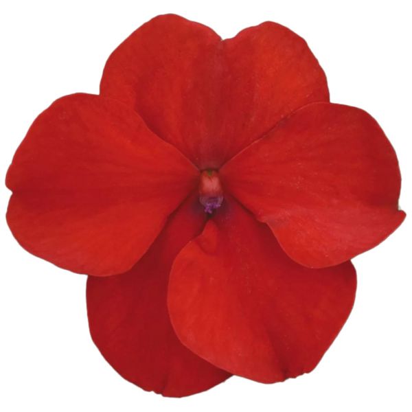 impatiens-wall-beacon-bright-redE86A240A-EBC0-95BD-72BD-4F64F51826C7.jpg