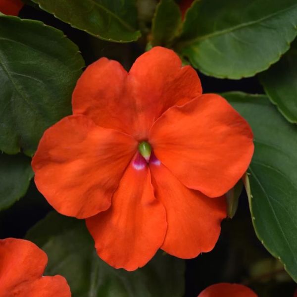 impatiens-wall-beacon-orange2B1050BA-0BC1-7181-A069-9FD72F0DE7C8.jpg