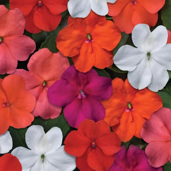 impatiens-wall-beacon-select-mix0FCB131B-E97D-ABDA-A759-5A9ADE939AB0.jpg