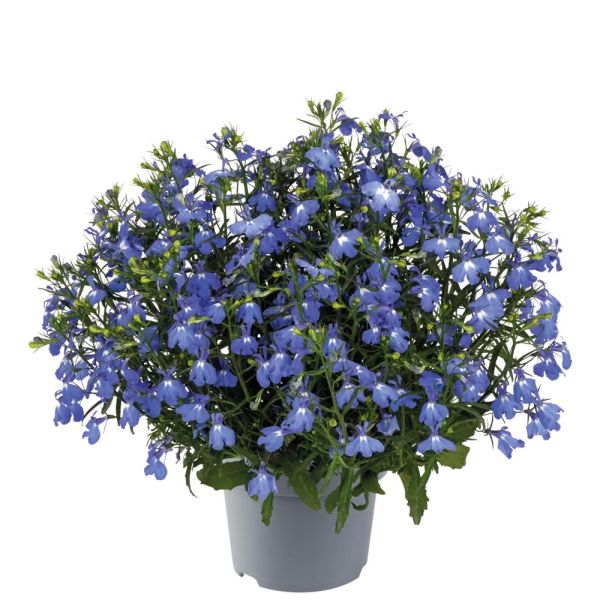 lobelia-masterpiece-f1-sky-blue13C59402-0F3D-51E7-9ACA-B0124FB923FD.jpg