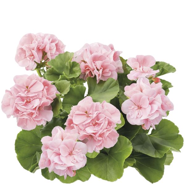 pelargonium-zon-calliope-soft-coralF4FDCD7A-9134-9C14-9CE1-0D77DCCFD201.jpg