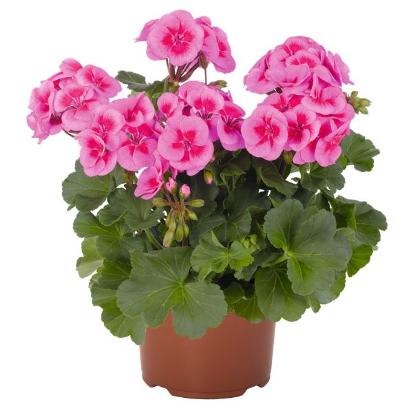 pelargonium-zon-sarita-lilac-splash36025F67-EF95-B21F-95F8-B0D2397C5809.jpg