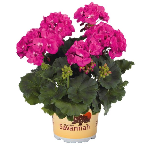 pelargonium-zon-savannah-blue17BA08A2-1970-1B7E-C4F2-EB1C63AB5415.jpg