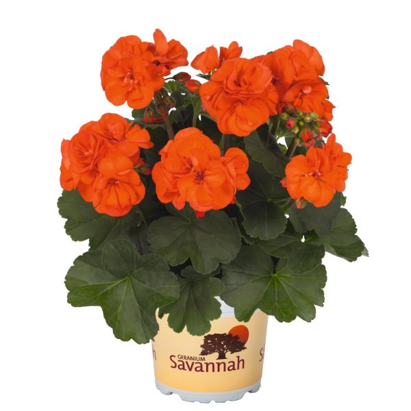 pelargonium-zon-savannah-oh-so-orange3E040F5B-A443-A7A7-FF04-745568D81A00.jpg