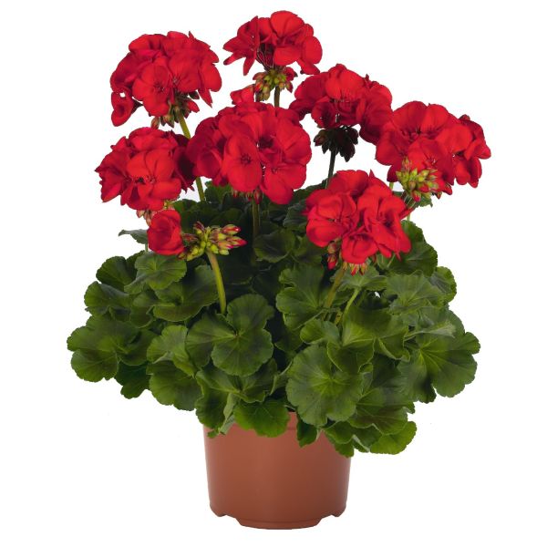 pelargonium-zon-survivor-idols-dark-red149105D4-4360-3DA8-7731-F86A9F60B0B2.jpg