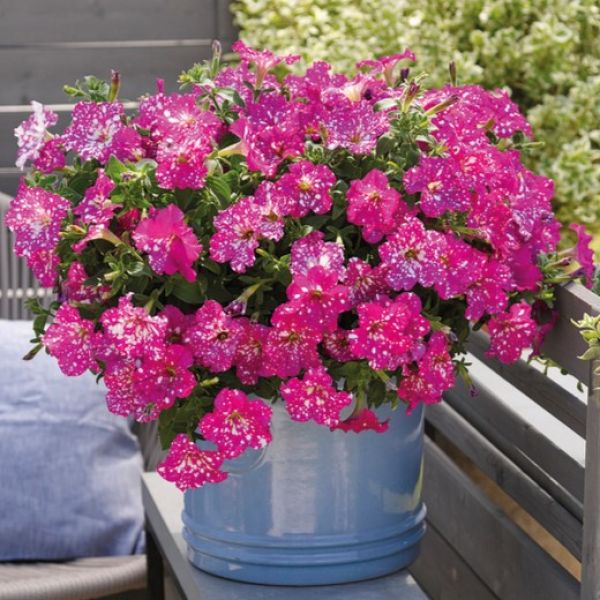 petunia-grandiflora-dolly-dots-magenta-cometA95761DF-0B5F-4DDB-9617-F165926D2438.jpg