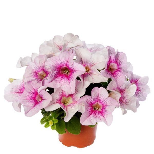petunia-sanguna-mega-pinkvein074D7CAC-213A-649B-E889-7E0DE27F84FE.jpg