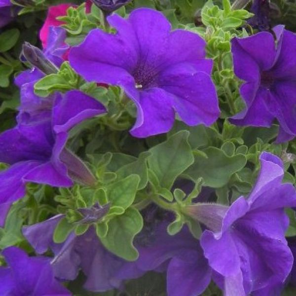 petunia-surfinia-giant-blueDC74F804-9F9B-0B4D-A39B-99BE8A06DA17.jpg
