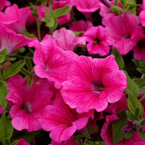 petunia-surfinia-hot-pinkECB56EDA-FBB3-0959-054F-A426BBC8753E.jpg