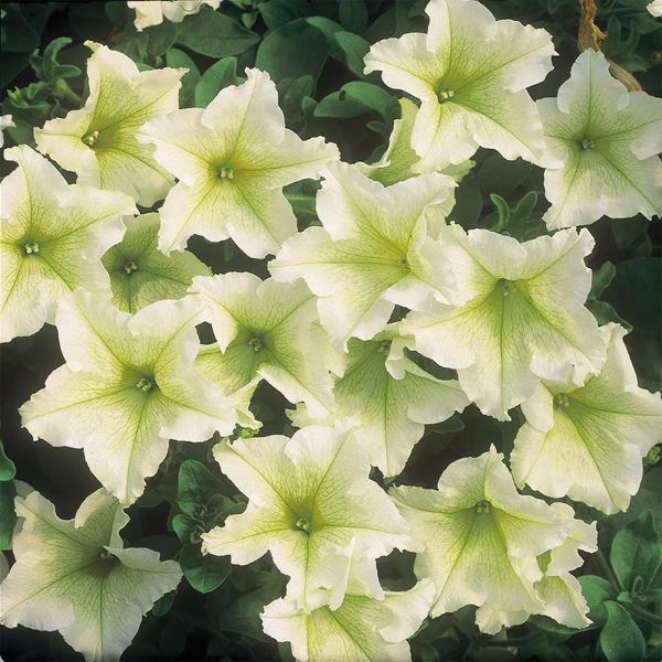 petunia-surfinia-lime834FB887-5C08-04BF-630F-496006DD55C4.jpg