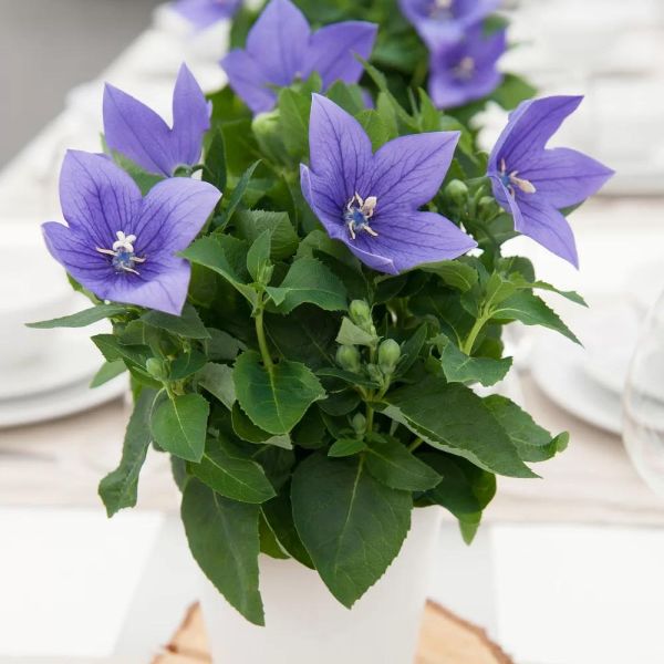 platycodon-grandiflorus-astra-f1-blue66E4F7F4-7ED0-9C61-A83E-6DE5B3062619.jpg