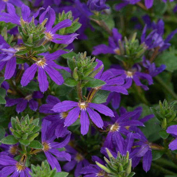 scaevola-surdiva-deep-violet-blueEDA0ABE2-FB59-5825-BFC1-5C428C814C6D.jpg