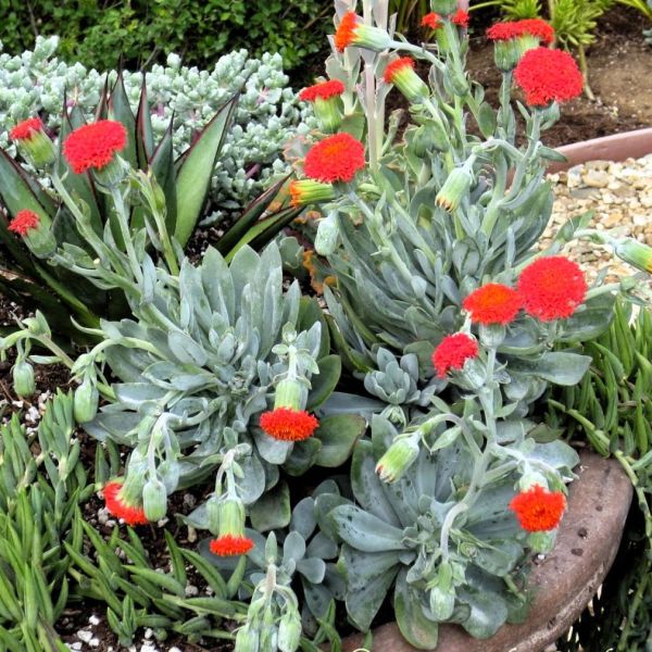 senecio-orange-flameE1E4EFFE-F6E2-621A-AADA-217FE4E75A97.jpg