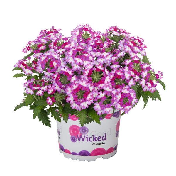 verbena-wicked-beauty-burgundyE1BDDCAD-D0D5-9AA1-C334-BE5690B0D102.jpg
