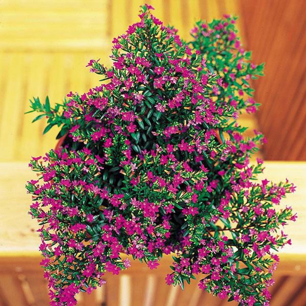 cuphea-hyssopifolia-purple0D94355E-A9FA-4A4A-8BF8-012D1136741E.jpg