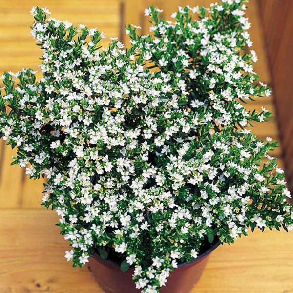 cuphea-hyssopifolia-whiteD843BE8A-BC2A-C6B3-370C-2F24D3A33EB9.jpg