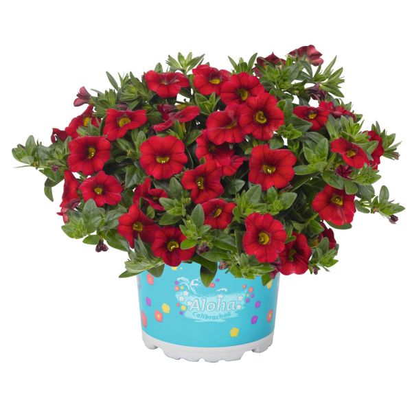 calibrachoa-aloha-kona-dark-redC772FDA9-724A-095C-595D-42C9C4363FB0.jpg