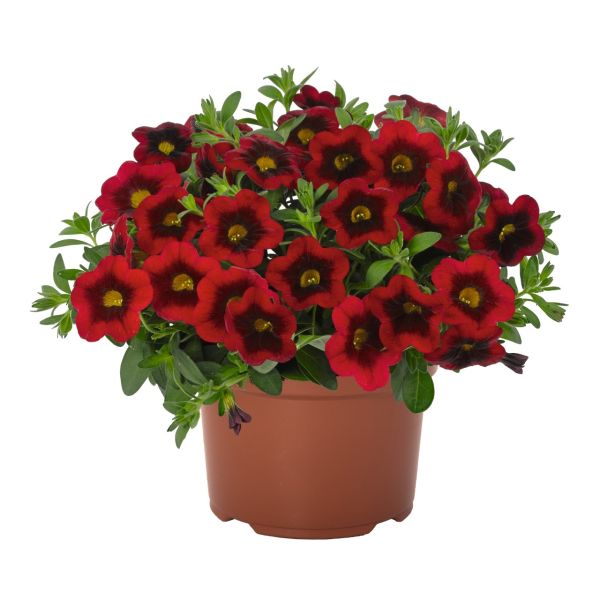calibrachoa-aloha-kona-red04966567-0BC6-0A26-955E-BE8FFE978E55.jpg