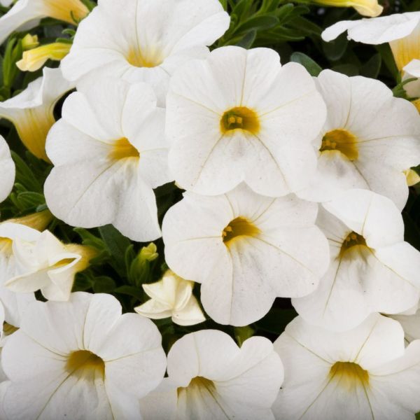 calibrachoa-calipetite-white3E321194-9562-E5C6-7CE5-112C22655B40.jpg