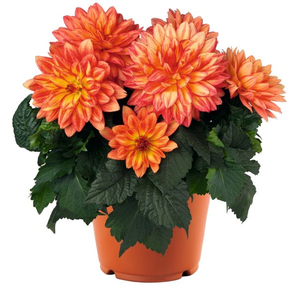 dahlia-xxl-tabascoB9248040-43C2-ACC0-4D25-D7BF2D5EE2D1.jpg