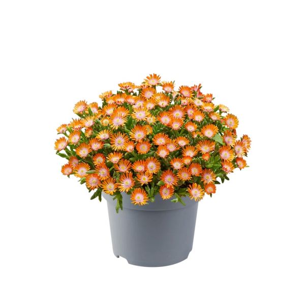 delosperma-cooperi-ice-cream-orange0029BE50-C910-5065-CCA7-5B1F5B859514.jpg