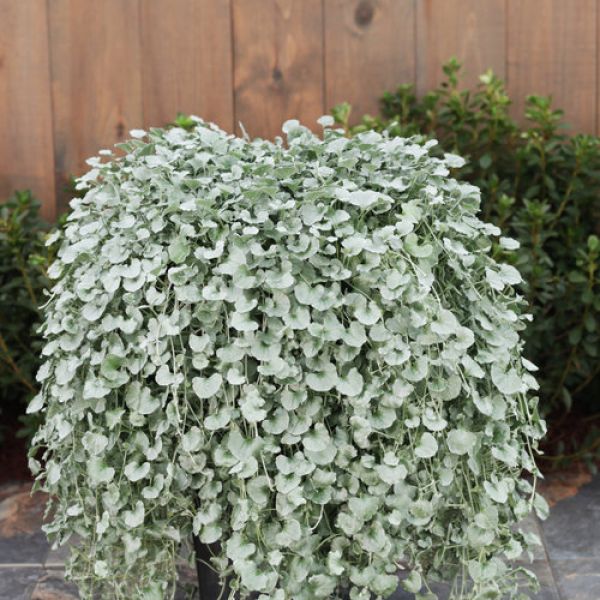 dichondra-argentea-silver-falls67BD6758-DBA3-F507-CC74-1F0273B7353A.jpg