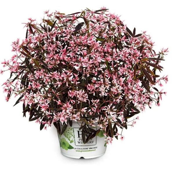 euphorbia-shades-in-pink3CB894AA-811C-4E24-A1C3-936FA4E74C66.jpg