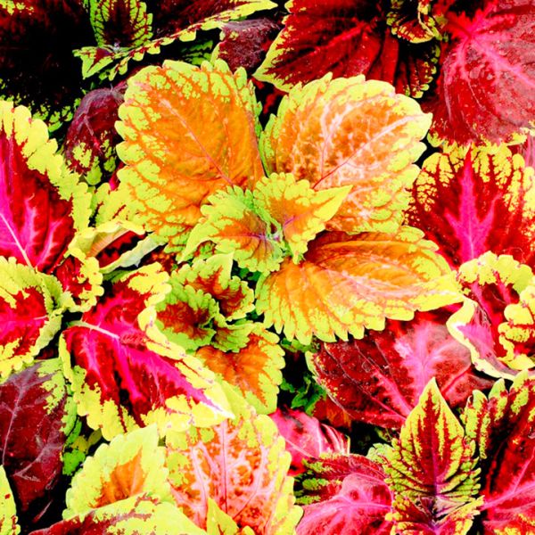 coleus-x-hybrida-kong-mix89475D41-A07C-4395-FC01-DE31B7316D2F.jpg