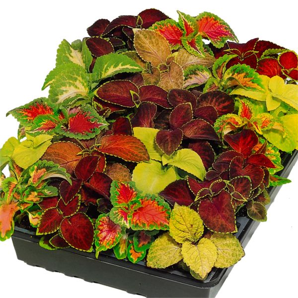 coleus-x-hybrida-wizard-mix8C3E977D-D51D-F846-EB40-9222B2330028.jpg