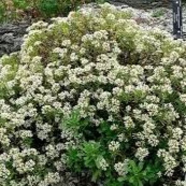 crassula-schmidtti-white92F600BF-BFE0-3EBE-92B4-E44AC7A8988A.jpg