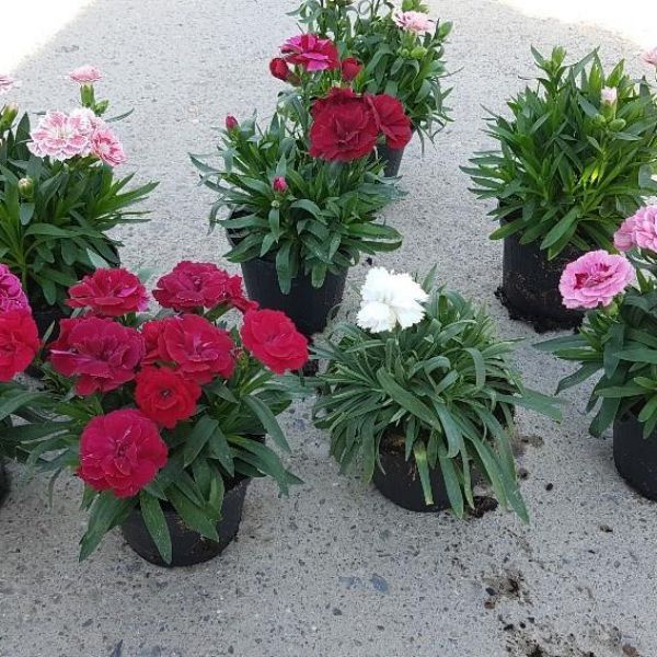 dianthus-colibri-mixFEDC3223-729C-5306-203D-B0498C86C7AF.jpg