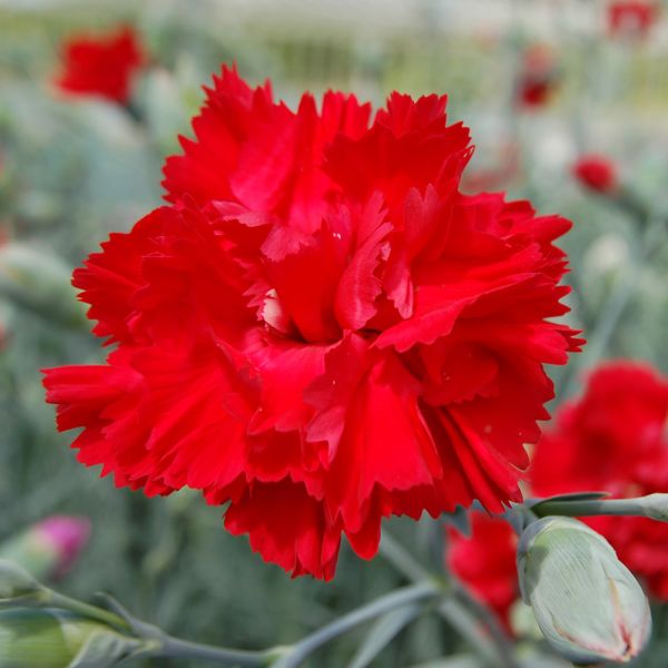 dianthus-gorenski-nageljFA62121E-559D-9F04-133B-09511499F032.jpg