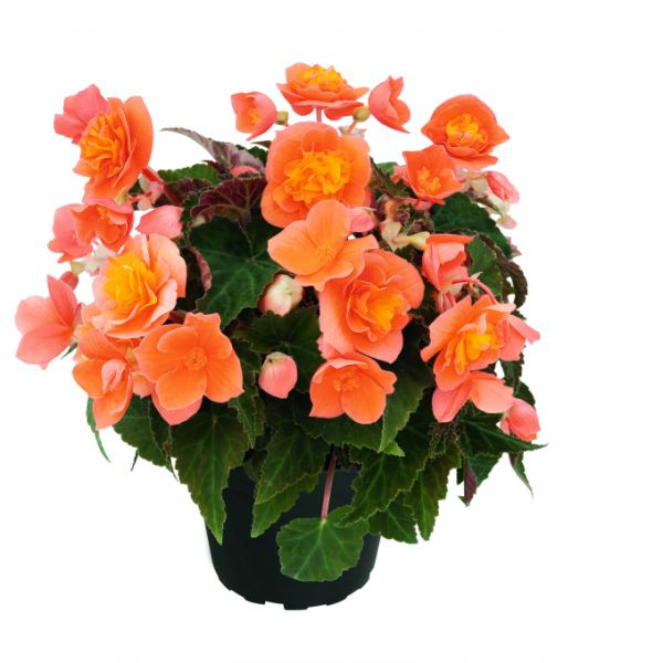begonia-bellissa-orange,D69D4FB0-5FAD-AF31-60E1-A01FB38D93A6.jpg
