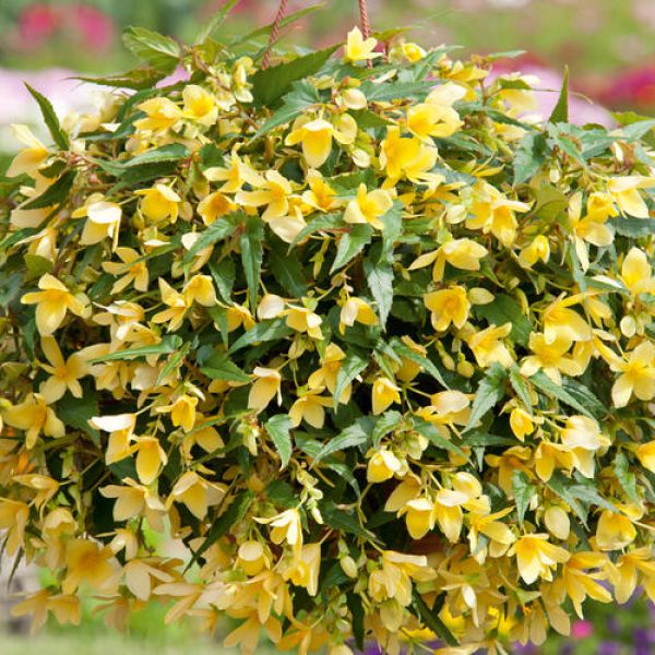 begonia-boliviensis-bellavista-lemon655588F6-1224-12C7-0EC1-28137710C4BA.jpg