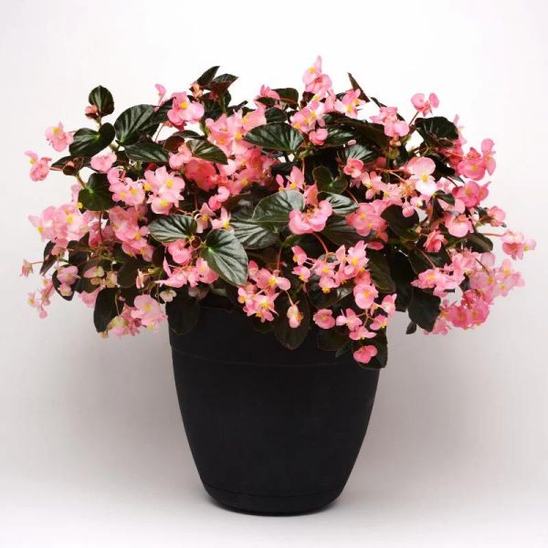 begonia-x-hybrida-megawatt-pink-bronze-leafA842D992-F907-DEA6-759F-D7113512720E.jpg