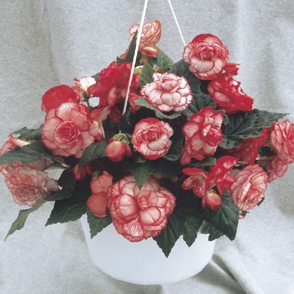 begonia-x-tuberhybrida-nonstop-rose-picoteeAD46028F-8BFE-B3A1-C287-B55A921F7272.jpg