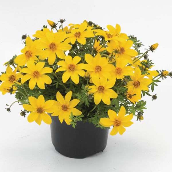bidens-ferulifolium-yellow-charm-p7F84BDB9-48B3-BD54-C497-B2943BE3249C.jpg